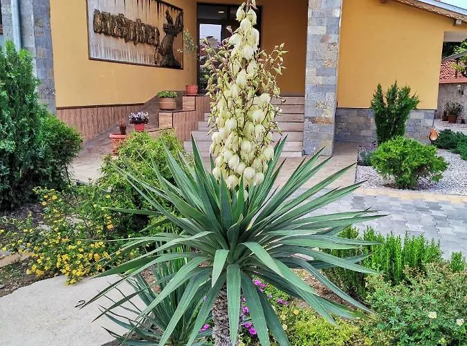 александър 2*